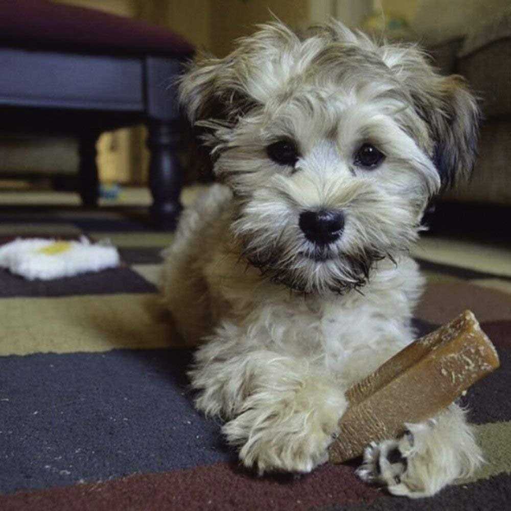 Dog Chew Q56103
