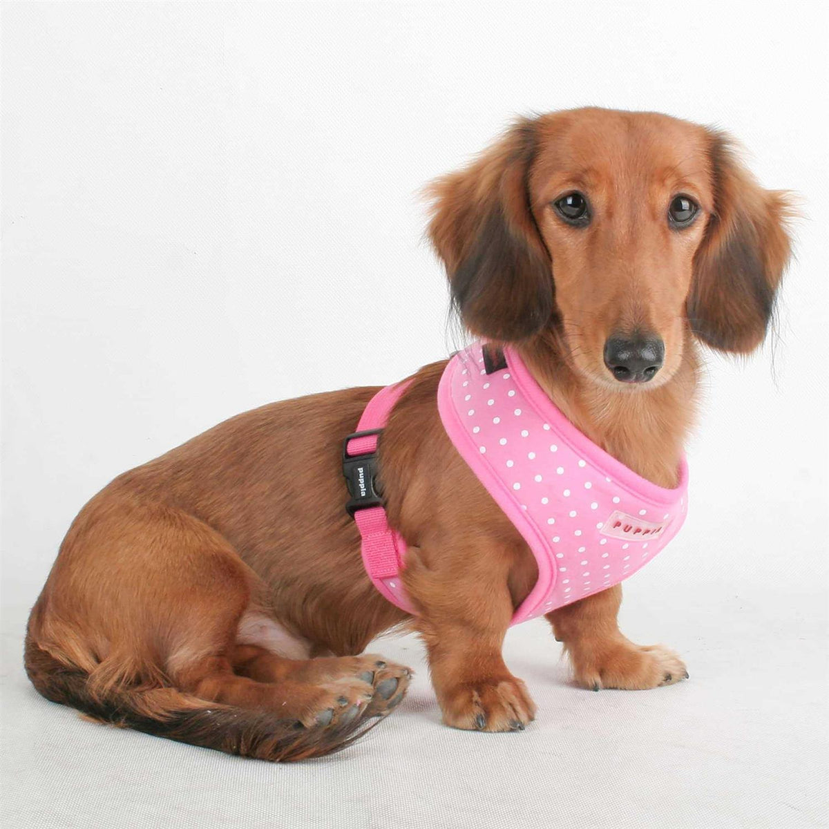 Dotty Harness F698