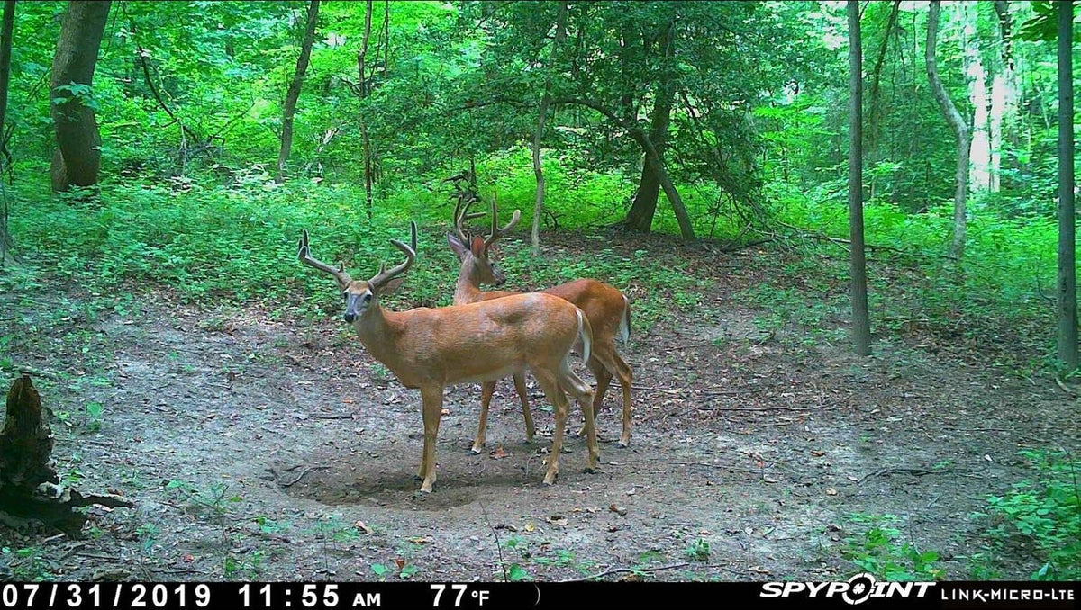 Cellular Trail Camera Twin Pack with SD Cards and Microfiber Cloth Screen Cleaner B189