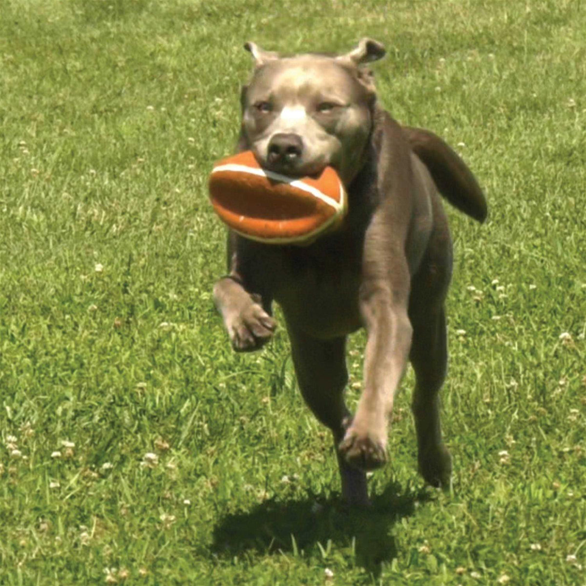 Dog Toy Z673816