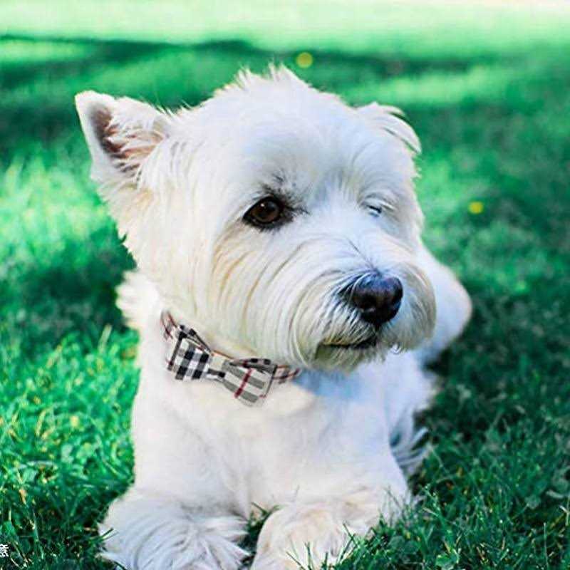 Bow Tie Dog Collar and Leash Set A75586