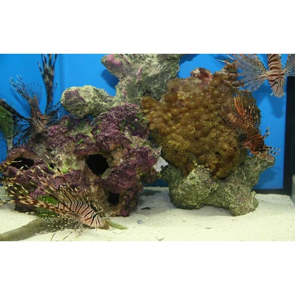 Natural Aquarium Base Rock I246034