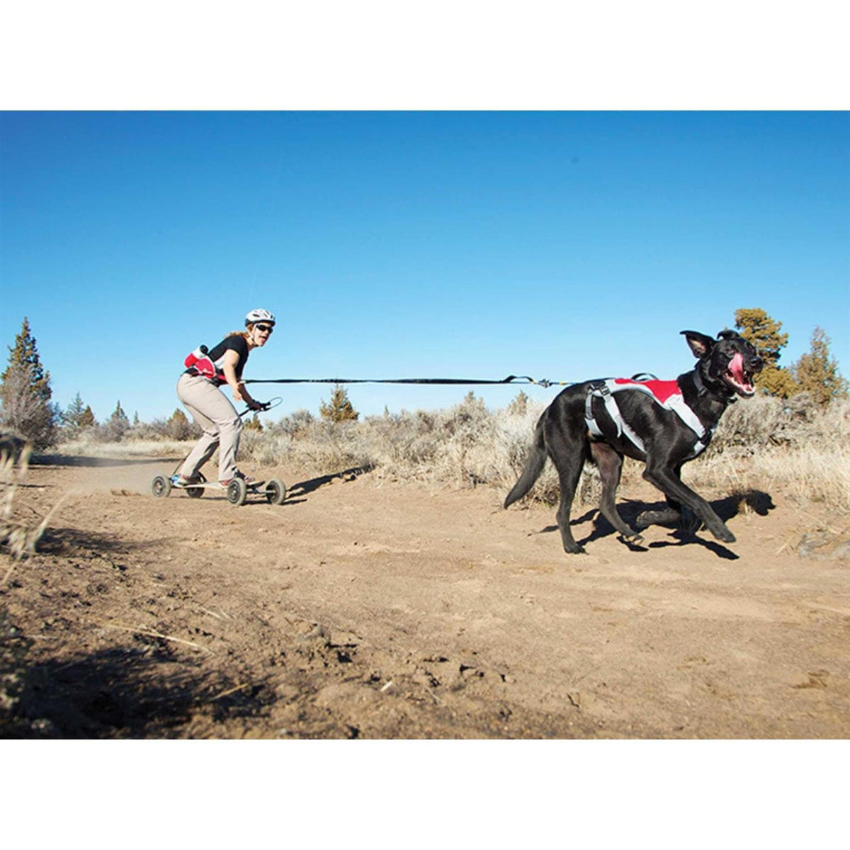 Pet Supplies Y386272