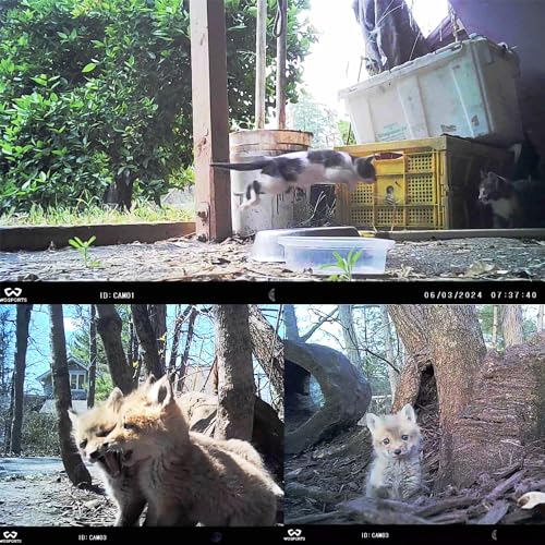 Mini Trail Camera 2 Pack 24MP 1080P HD with 32GB SD Cards Waterproof Night Vision Z425