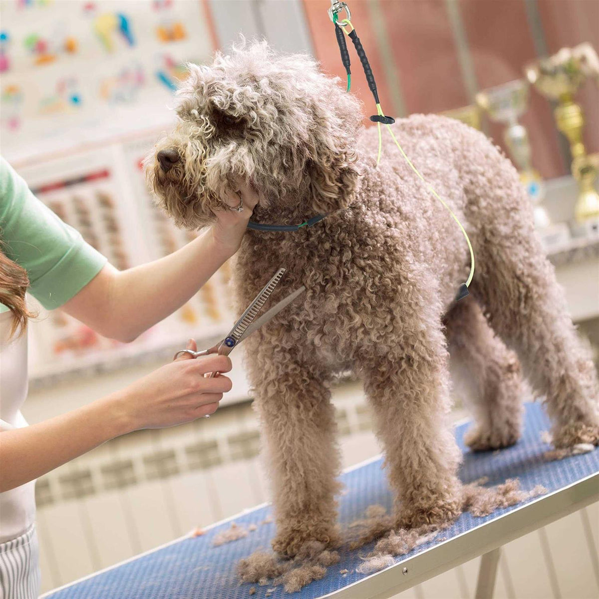 Dog Grooming Loop Restraint O4780