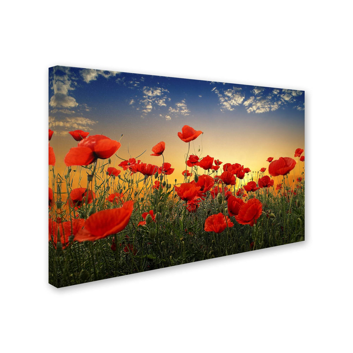 Albena Markova Poppies Canvas Art V41462