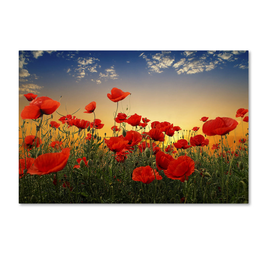 Albena Markova Poppies Canvas Art V41462