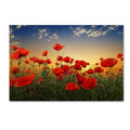 Albena Markova Poppies Canvas Art V41462