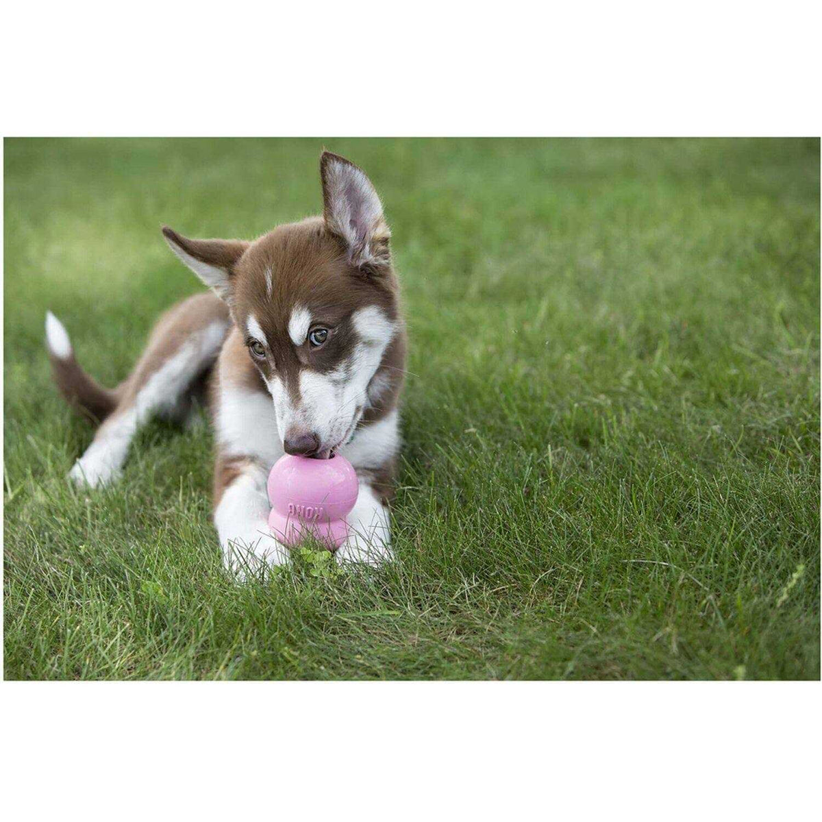 Pet Supplies S3082