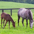 50 lbs Kentucky Bluegrass W576