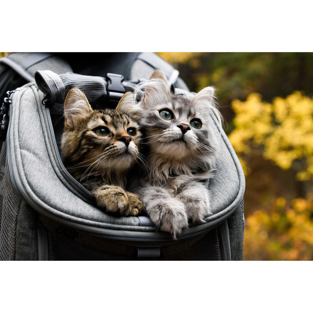 Cat Backpack U944378
